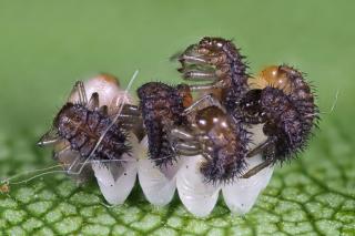 Ladybug larvae hatching