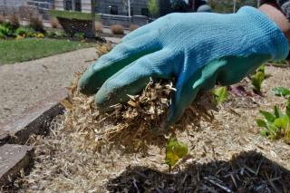 Fertilizer and mulch