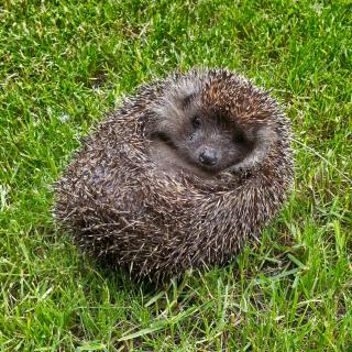 Hedgehog all curled up into a ball