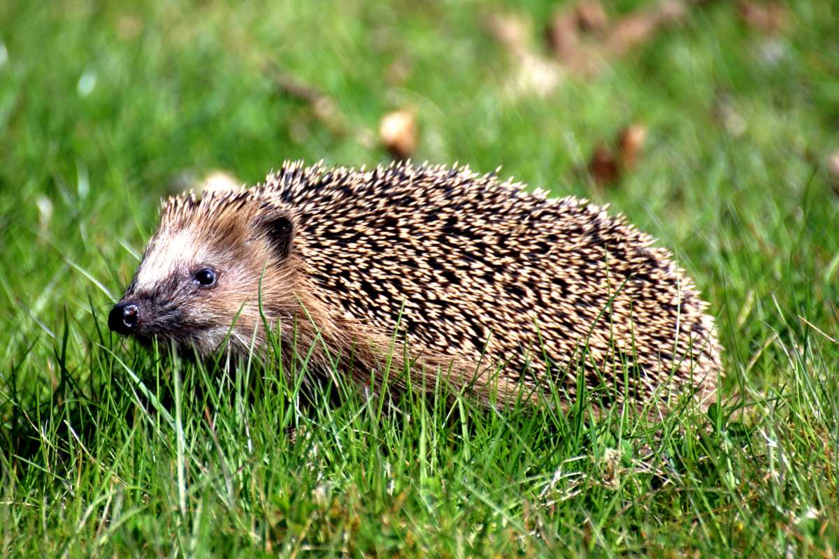 Hedghog