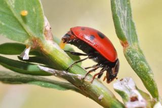 Ladybug laying eggs