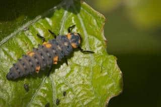 Single ladybug larva on leaf