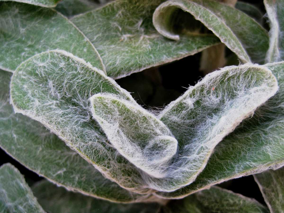 lamb's ear stachys