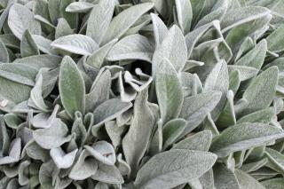 lamb's ear planting