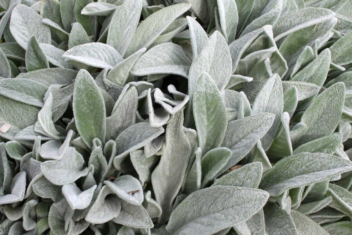 Stachys, or lamb's ear plant, has fuzz on its leaves