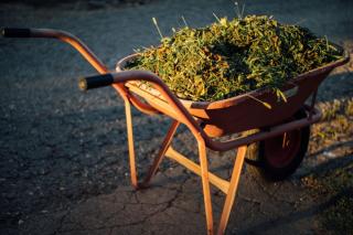 Lawn clippings to add to the compost