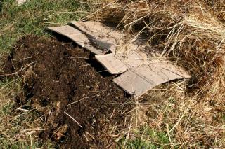 Lasagna growing for permaculture vegetables