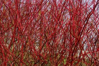 Winter flower bed with red dogwood