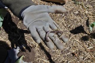 Glove with worm in mulch for permaculture
