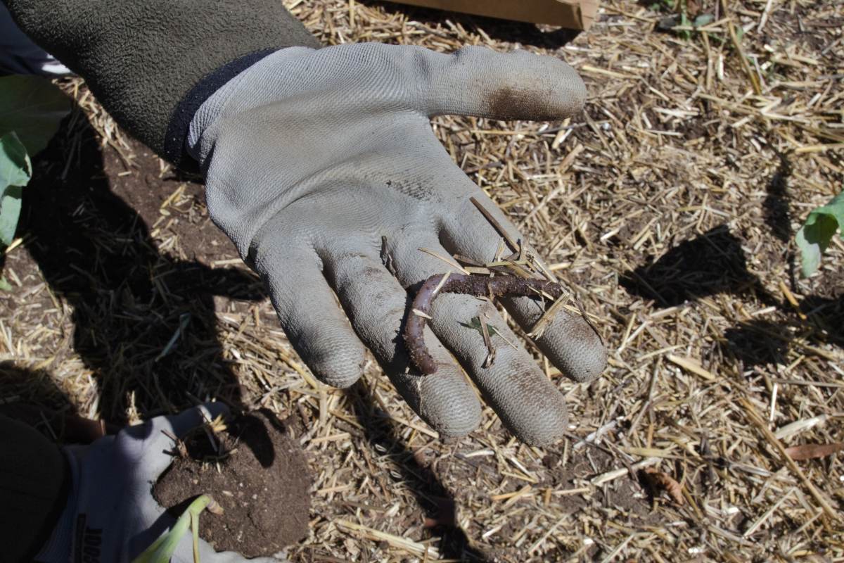 Glove with worm in mulch for permaculture