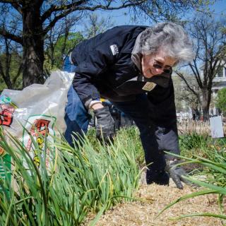 Spreading mulch