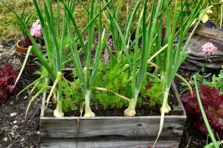 Carrot is an onion fly repellent