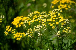 Tansy hinders onion maggot development