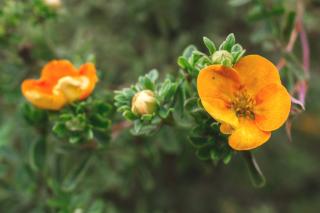 Orange-blooming cinquefoil