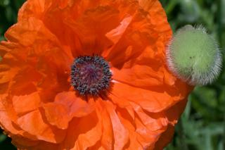 Papaver poppy that is orange