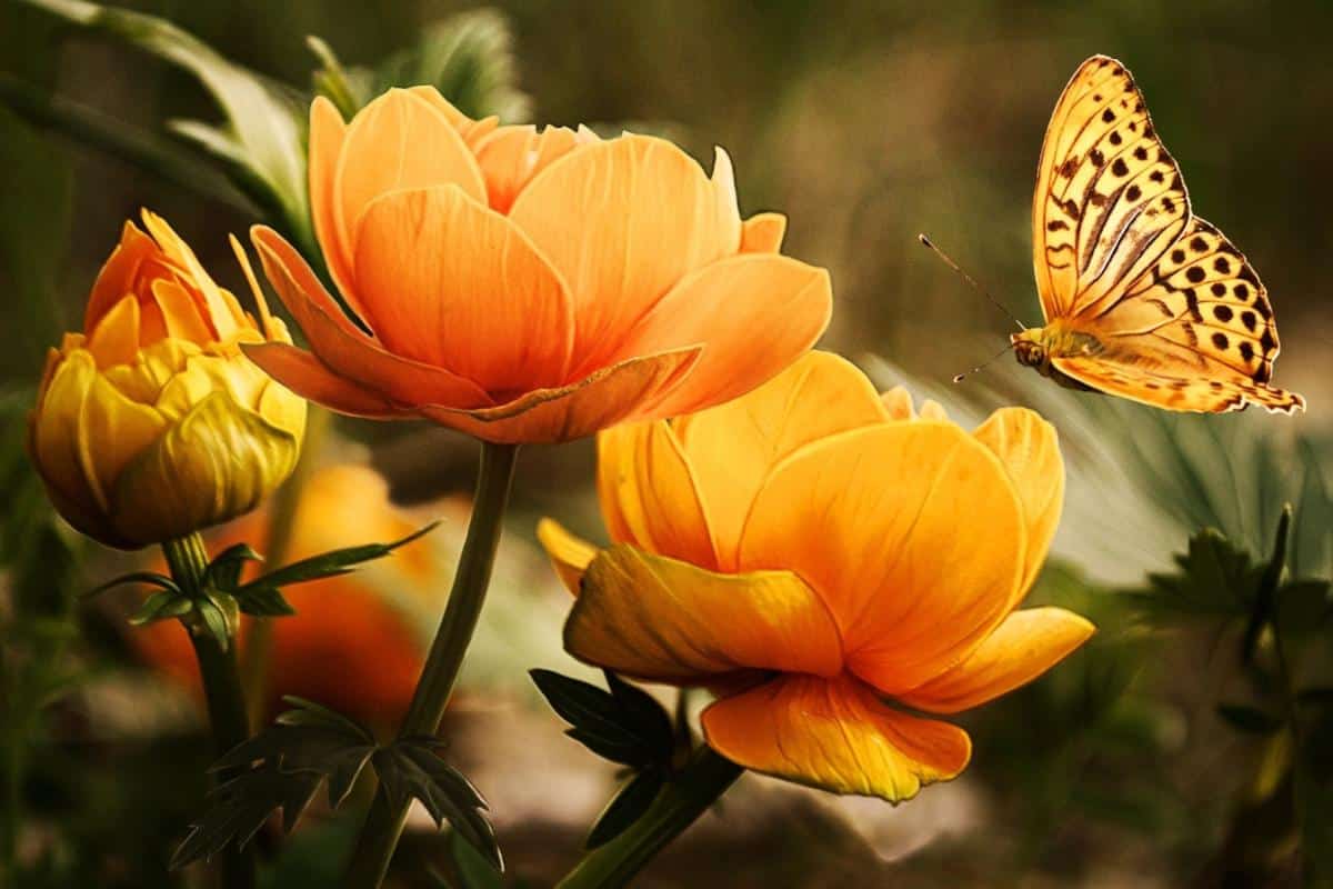 Orange garden flowers