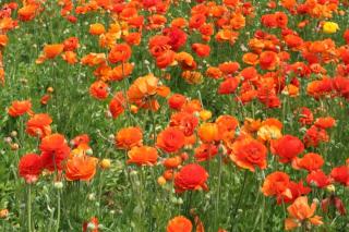 Ranunculus has orange varieties as well