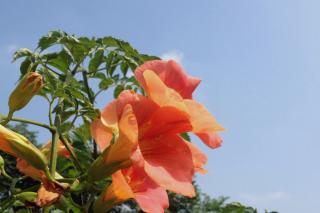 This trumpet vine blooms orange in the garden