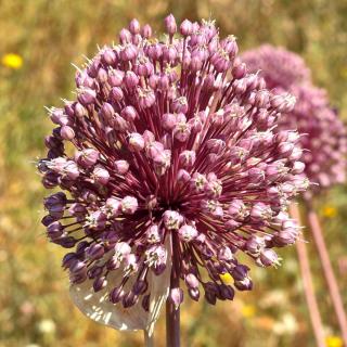 Perennial leek flower blooming