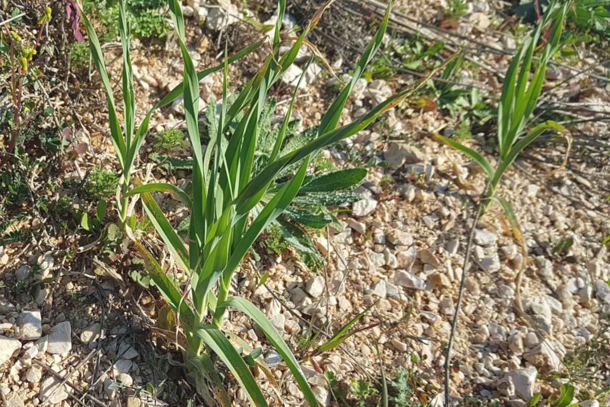 Perennial leek