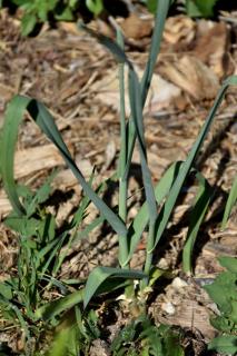 Perennial leek grows effortlessly