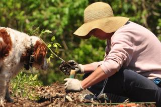 Permaculture gardens require fertilizer and compost