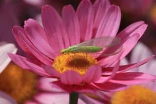 Permaculture biodiversity with insects like this green lacewing