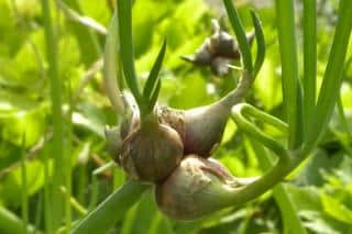 Heirloom species are excellent for permaculture, like this tree onion