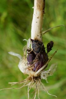 Propagate sand leek from offshoots