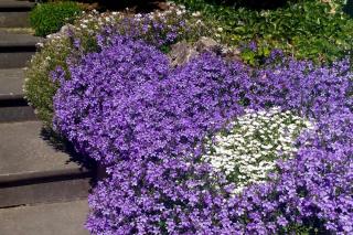 Chalky soil plants include bellflower