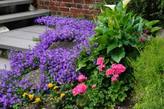 Best plants for a sloped garden