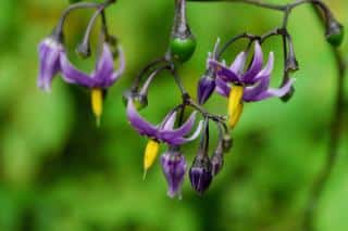 Solanum flowers can be purple depending on the species