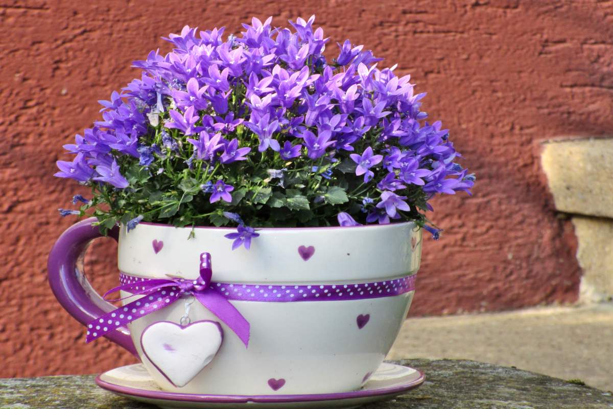 Purple-flowered plants for the garden