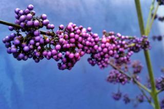 Callicarpa berries are also purple