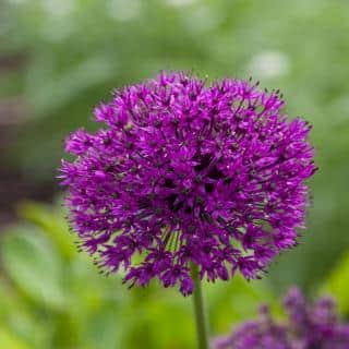 Purple sensation is a garlic variety that is very purple