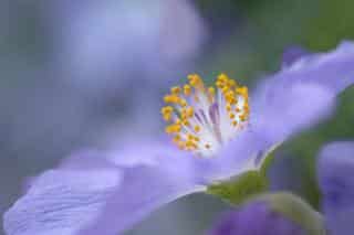 Abutilon, a purple-flowered shrub