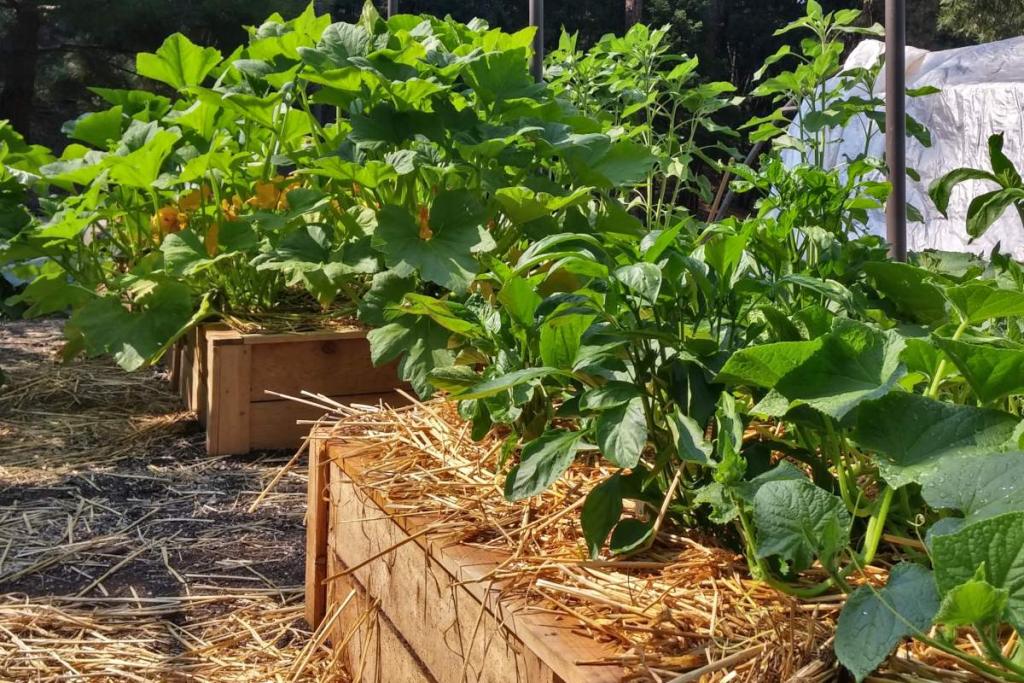 Square-foot beds with vegetables