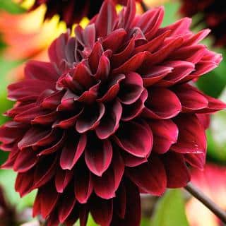 Wine-colored red dahlia