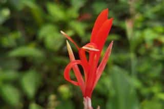 Exotic and adventurous red canna flower