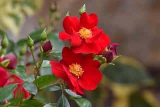 The marondo is a red garden rose for a red garden