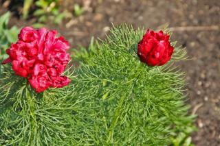 Red peony with fennel-like leaves