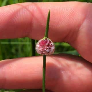 Rocambole flower at the beginning of its development