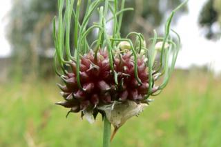 Rocambole, or sand leek, flower containing cloves