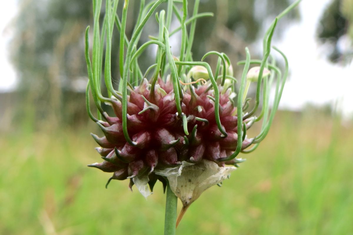 Rocambole, or sand leek, flower containing cloves