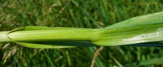 Rocambole or sandleek stems are what is mostly edible