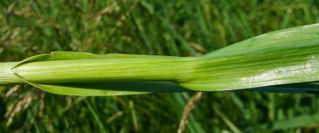 Rocambole or sandleek stems are what is mostly edible