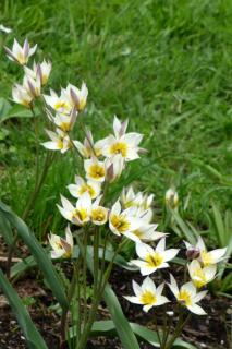 Cluster of botanical tulips called turkestanica