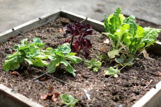Square-foot vegetable patch