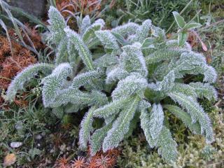 winter care for lamb's ear