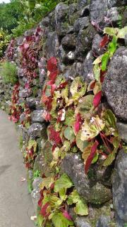 Stone wall with flowers in cavities